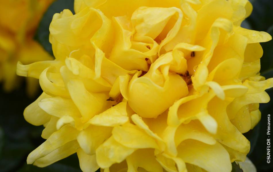 ©SUNFLOR - Primavera